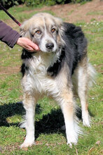 NICHARD, Hund, Mischlingshund in Italien - Bild 3