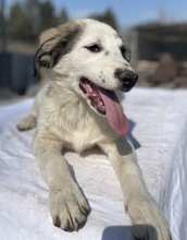 SEYRA, Hund, Mischlingshund in Griechenland - Bild 11