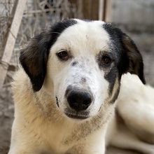 SEYRA, Hund, Mischlingshund in Griechenland - Bild 14
