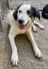 SEYRA, Hund, Mischlingshund in Griechenland - Bild 16