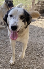 SEYRA, Hund, Mischlingshund in Griechenland - Bild 18