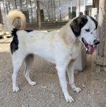 SEYRA, Hund, Mischlingshund in Griechenland - Bild 20