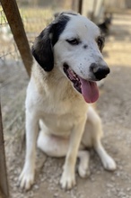 SEYRA, Hund, Mischlingshund in Griechenland - Bild 24
