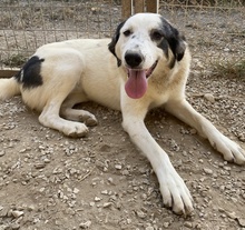SEYRA, Hund, Mischlingshund in Griechenland - Bild 25