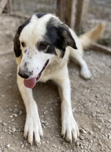 SEYRA, Hund, Mischlingshund in Griechenland - Bild 26