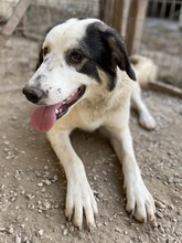 SEYRA, Hund, Mischlingshund in Griechenland - Bild 27