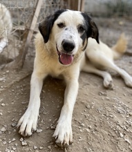 SEYRA, Hund, Mischlingshund in Griechenland - Bild 28