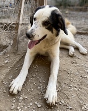SEYRA, Hund, Mischlingshund in Griechenland - Bild 30