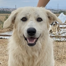 FELICITAS, Hund, Mischlingshund in Griechenland - Bild 1