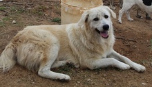 FELICITAS, Hund, Mischlingshund in Griechenland - Bild 10