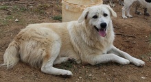 FELICITAS, Hund, Mischlingshund in Griechenland - Bild 11
