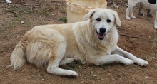 FELICITAS, Hund, Mischlingshund in Griechenland - Bild 13