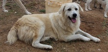 FELICITAS, Hund, Mischlingshund in Griechenland - Bild 14
