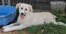 FELICITAS, Hund, Mischlingshund in Griechenland - Bild 16