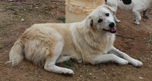 FELICITAS, Hund, Mischlingshund in Griechenland - Bild 2
