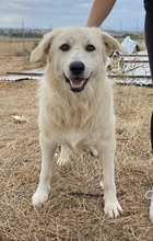 FELICITAS, Hund, Mischlingshund in Griechenland - Bild 3