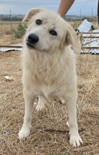 FELICITAS, Hund, Mischlingshund in Griechenland - Bild 4