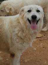 FELICITAS, Hund, Mischlingshund in Griechenland - Bild 5