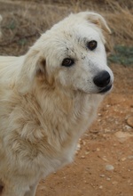 FELICITAS, Hund, Mischlingshund in Griechenland - Bild 6