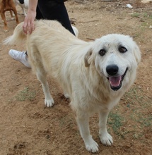 FELICITAS, Hund, Mischlingshund in Griechenland - Bild 7