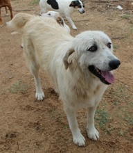 FELICITAS, Hund, Mischlingshund in Griechenland - Bild 8
