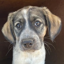 LUNA, Hund, Mischlingshund in Griechenland - Bild 1