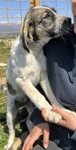 LUNA, Hund, Mischlingshund in Griechenland - Bild 15