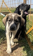 LUNA, Hund, Mischlingshund in Griechenland - Bild 20