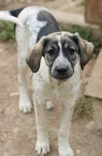 LUNA, Hund, Mischlingshund in Griechenland - Bild 23