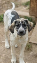 LUNA, Hund, Mischlingshund in Griechenland - Bild 24