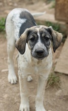 LUNA, Hund, Mischlingshund in Griechenland - Bild 25