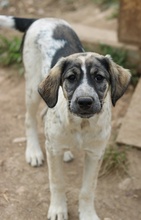 LUNA, Hund, Mischlingshund in Griechenland - Bild 26