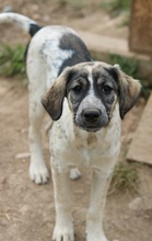 LUNA, Hund, Mischlingshund in Griechenland - Bild 27