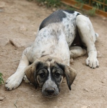 LUNA, Hund, Mischlingshund in Griechenland - Bild 28