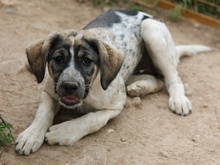 LUNA, Hund, Mischlingshund in Griechenland - Bild 29