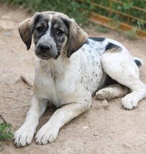 LUNA, Hund, Mischlingshund in Griechenland - Bild 30