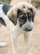LUNA, Hund, Mischlingshund in Griechenland - Bild 31