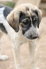 LUNA, Hund, Mischlingshund in Griechenland - Bild 32