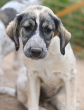 LUNA, Hund, Mischlingshund in Griechenland - Bild 33