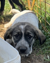 LUNA, Hund, Mischlingshund in Griechenland - Bild 7