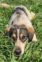 ELISE, Hund, Mischlingshund in Griechenland - Bild 14