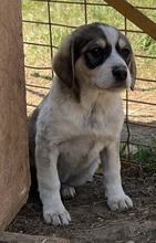 ELISE, Hund, Mischlingshund in Griechenland - Bild 17