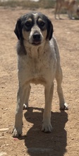 ELISE, Hund, Mischlingshund in Griechenland - Bild 2
