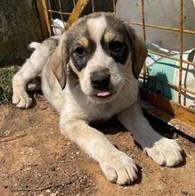 ELISE, Hund, Mischlingshund in Griechenland - Bild 23