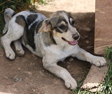 ELISE, Hund, Mischlingshund in Griechenland - Bild 33