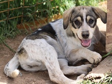 ELISE, Hund, Mischlingshund in Griechenland - Bild 34
