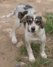 ELISE, Hund, Mischlingshund in Griechenland - Bild 36