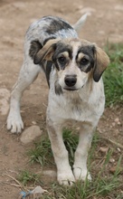 ELISE, Hund, Mischlingshund in Griechenland - Bild 37
