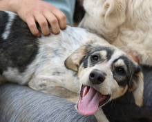 ELISE, Hund, Mischlingshund in Griechenland - Bild 38