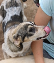 ELISE, Hund, Mischlingshund in Griechenland - Bild 40